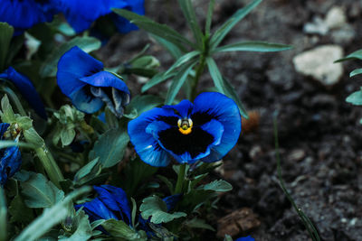 Close-up of blue flowering plant