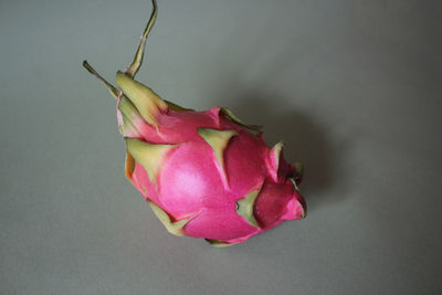 Close-up of rose against white background