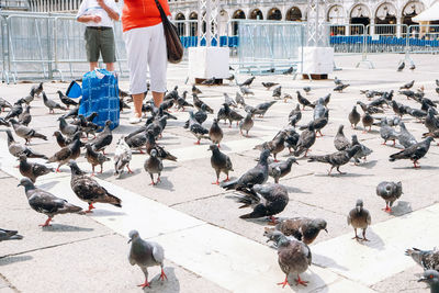 High angle view of pigeons on street