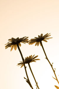 Low angle view of flowers over white background