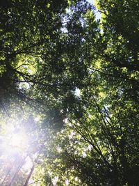 Low angle view of trees in forest