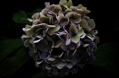 Close-up of flowers over black background