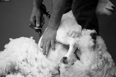 Midsection of shepherd shearing sheep
