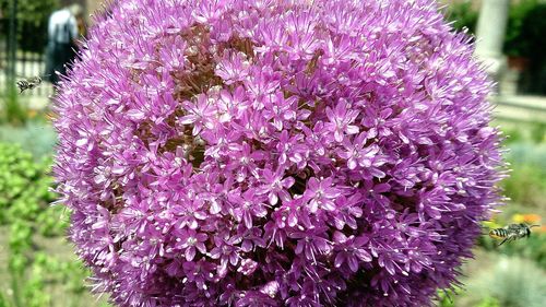 Close-up of pink flowers