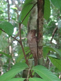 Close-up of lizard perching on tree