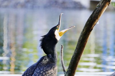 Close-up of bird perching