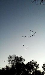 Low angle view of birds flying in sky