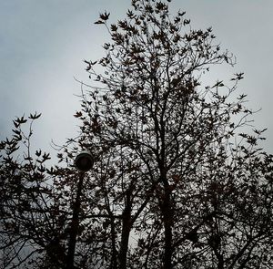 Low angle view of silhouette tree against sky