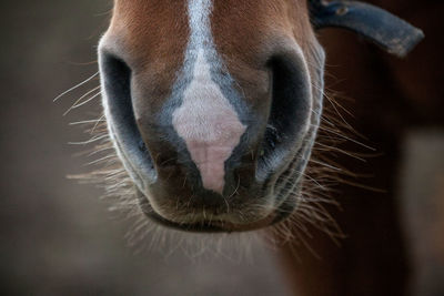 Close-up of horse's snout