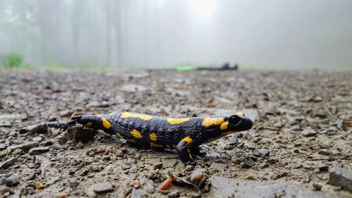 Close-up of fire salamander on footpath