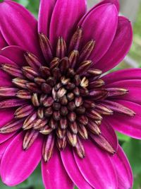 Close-up of pink flower blooming outdoors