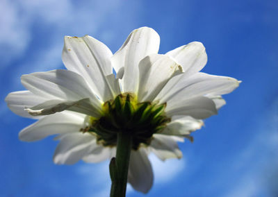 Close-up of white flowering plant against blue sky