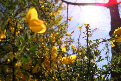 Low angle view of yellow flowering plants against sky