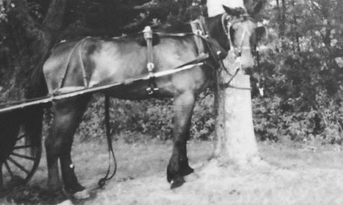 Horse in farm