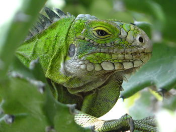 Close-up of lizard