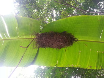 Close-up of insect on leaf
