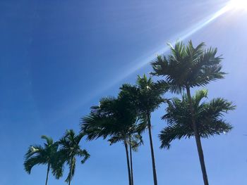 Low angle view of palm trees against clear blue sky