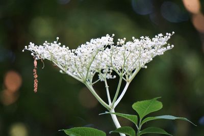 Close-up of snow on plant