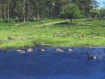 Swans swimming on lake in forest