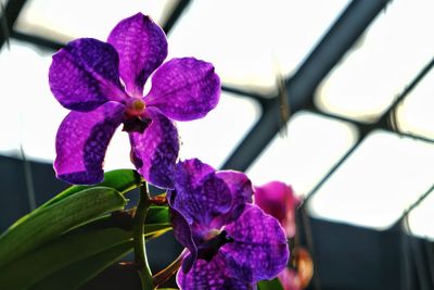 Close-up of purple flowers blooming outdoors