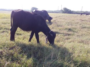 Side view of horse on field