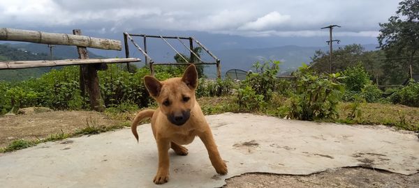 Portrait of a dog looking away