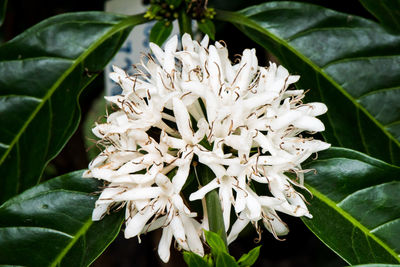 Close-up of white flowers blooming outdoors