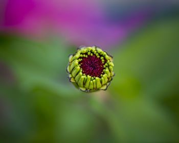 Close-up of flower bud