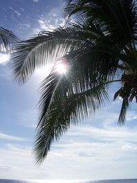 Low angle view of palm tree leaves against sky