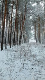 Trees in forest during winter