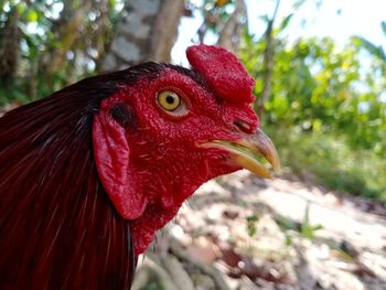 Close-up of a bird