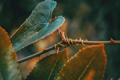 Close-up of leaves on tree