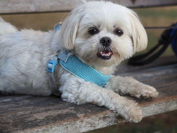 Portrait of white puppy relaxing outdoors