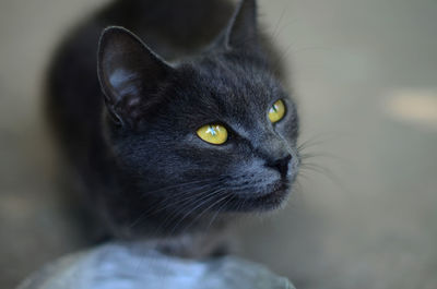 Portrait of black cat