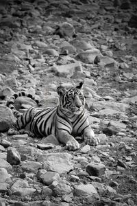 Cat sitting on rock