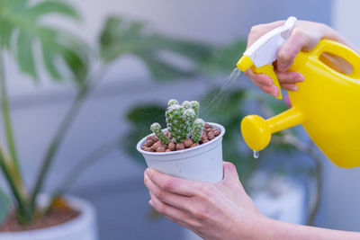 Close-up of hand holding potted plant