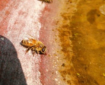 High angle view of bee