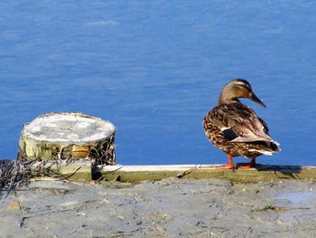 Bird perching on ground