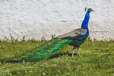 Close-up of peacock on field