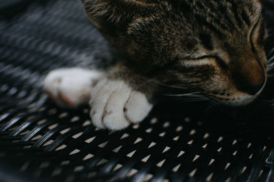 High angle view of cat sleeping