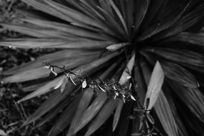 Close-up of insect on plant