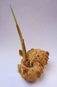 Close-up of bread against white background