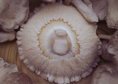 Full frame shot of mushrooms