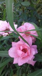 Close-up of pink flowers blooming outdoors