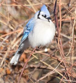 Close-up of bird perching on twig