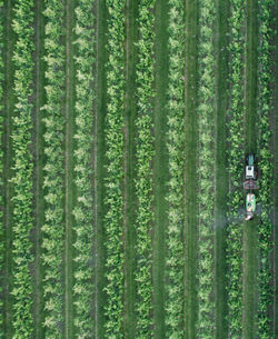 Full frame shot of trees in forest