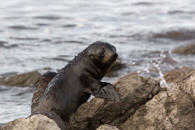 Close-up of sea lion on rock at beach