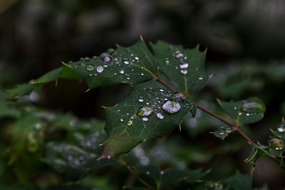 Raindrop on leaf 