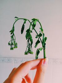 Close-up of hand holding wilted plant against wall