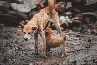 High angle view of mother dog feeding puppy